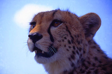 Cheetah portrait